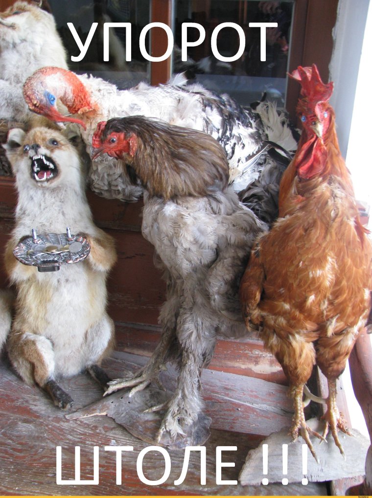 Накуренный петух