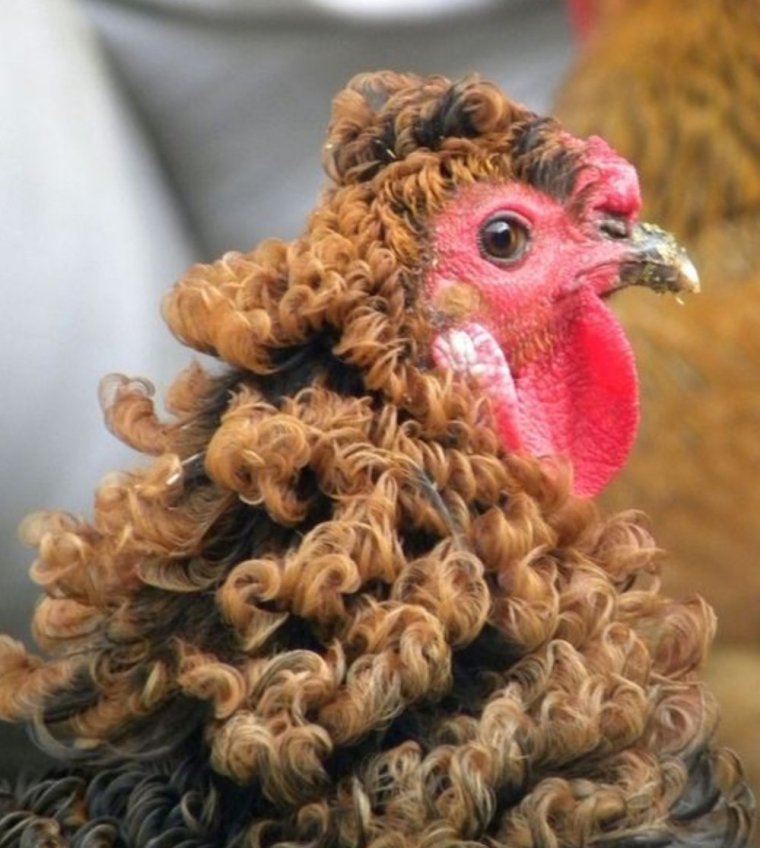 Кудрявая курица