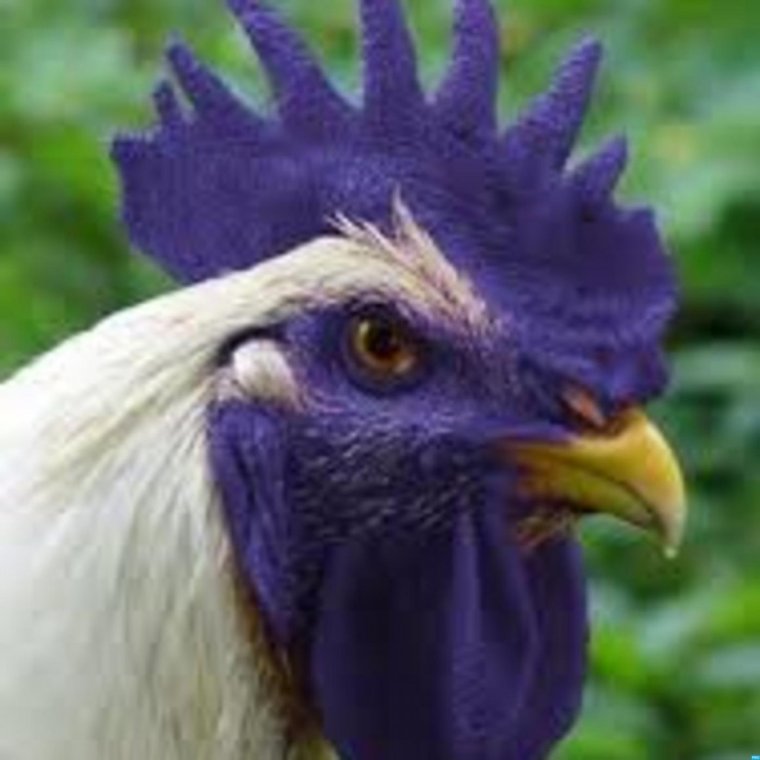 Фиолетовая курица