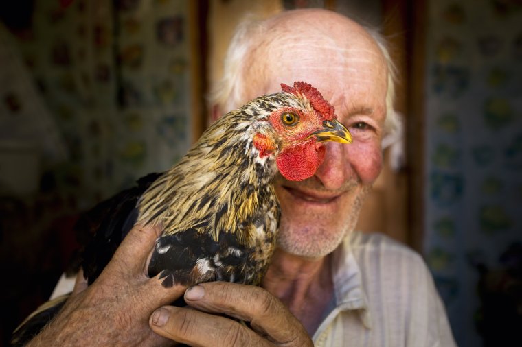 Человек петух