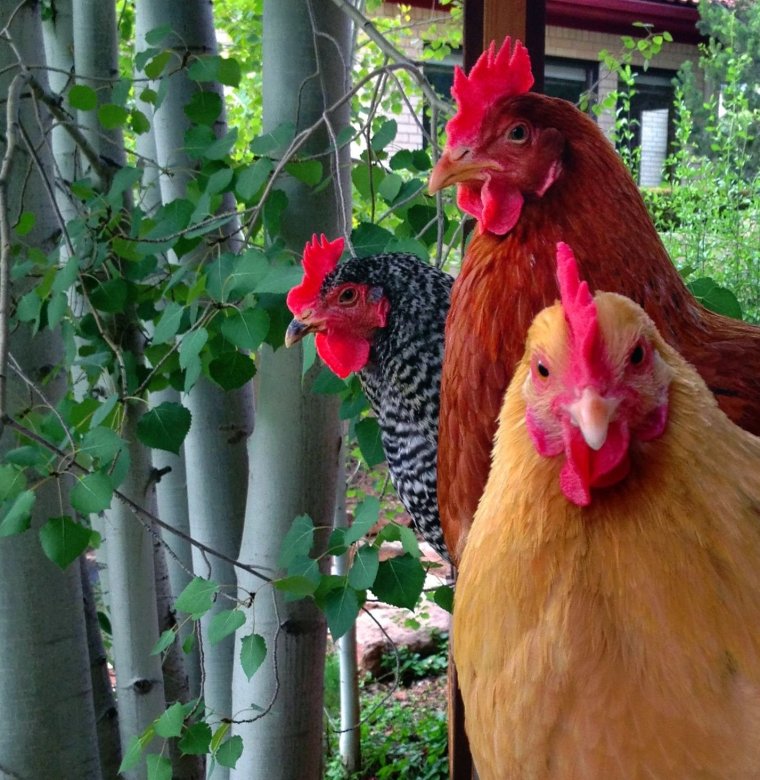 Петух Ломан Браун