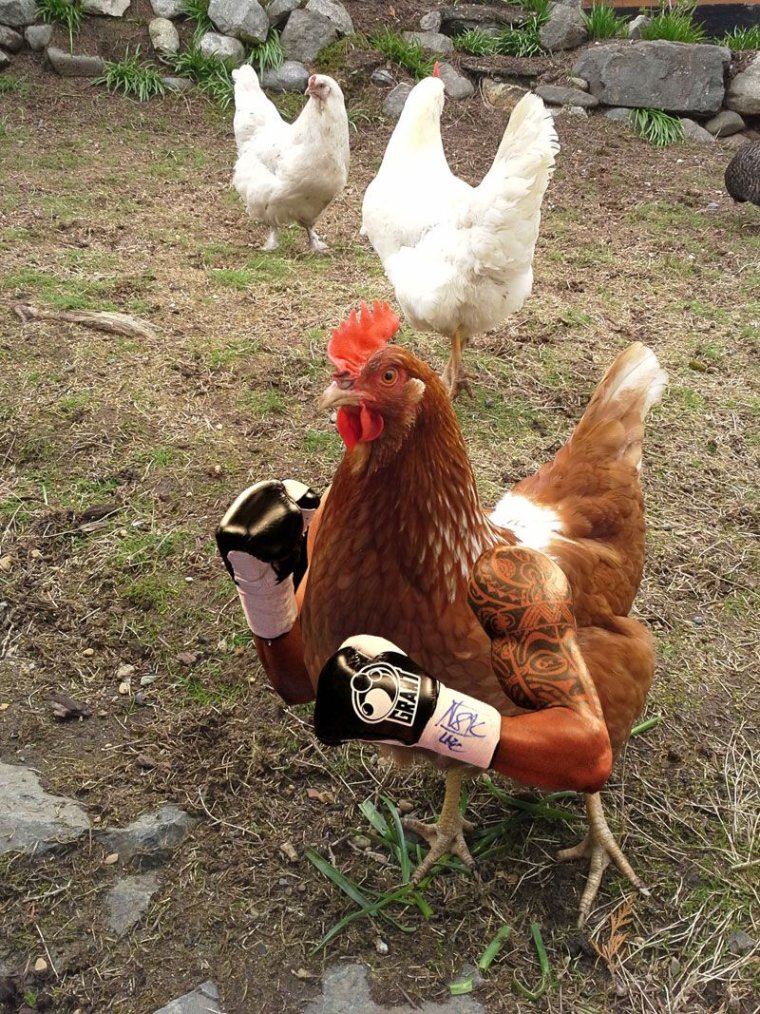 Смешная курица