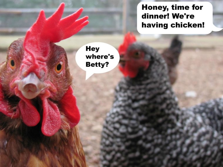 Юмор про курицу и петуха