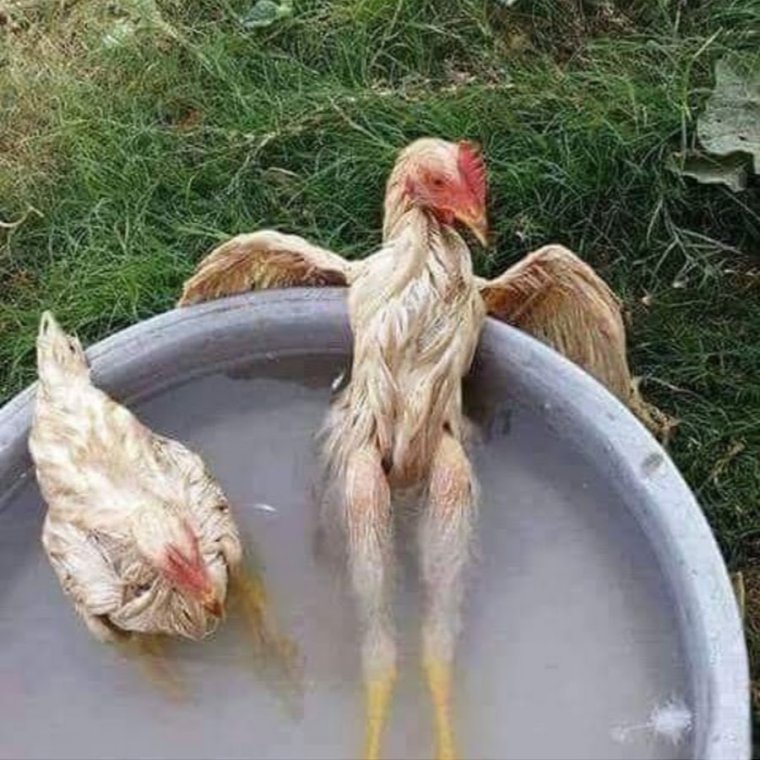 Мокрая курица