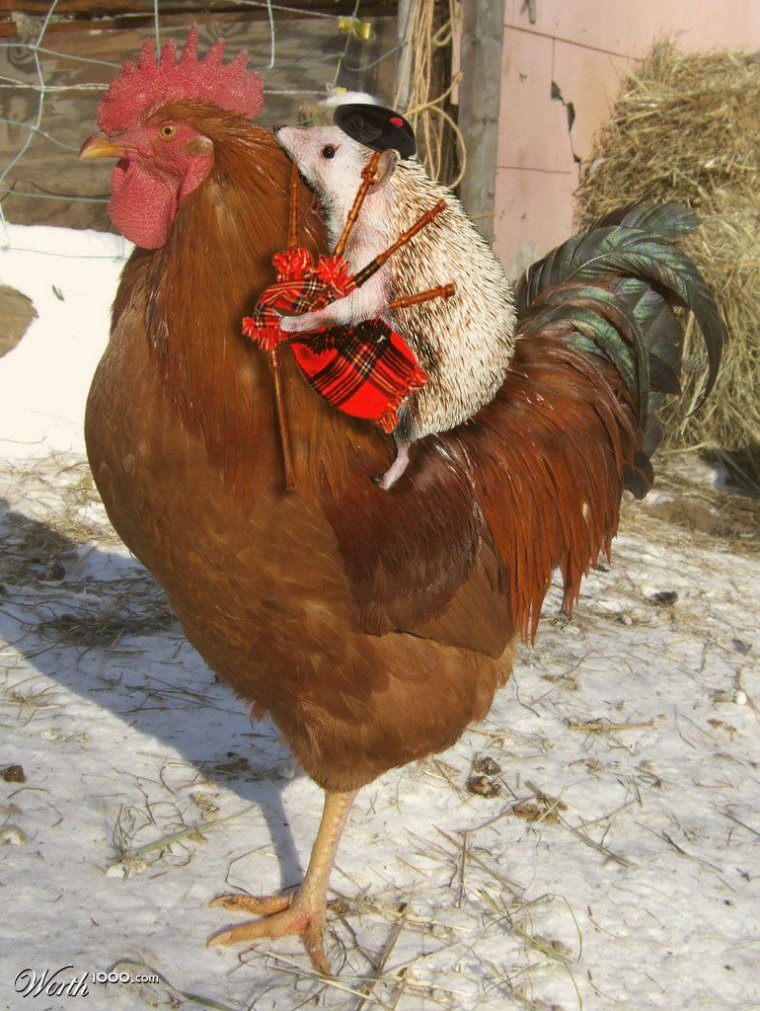 Крутая курица