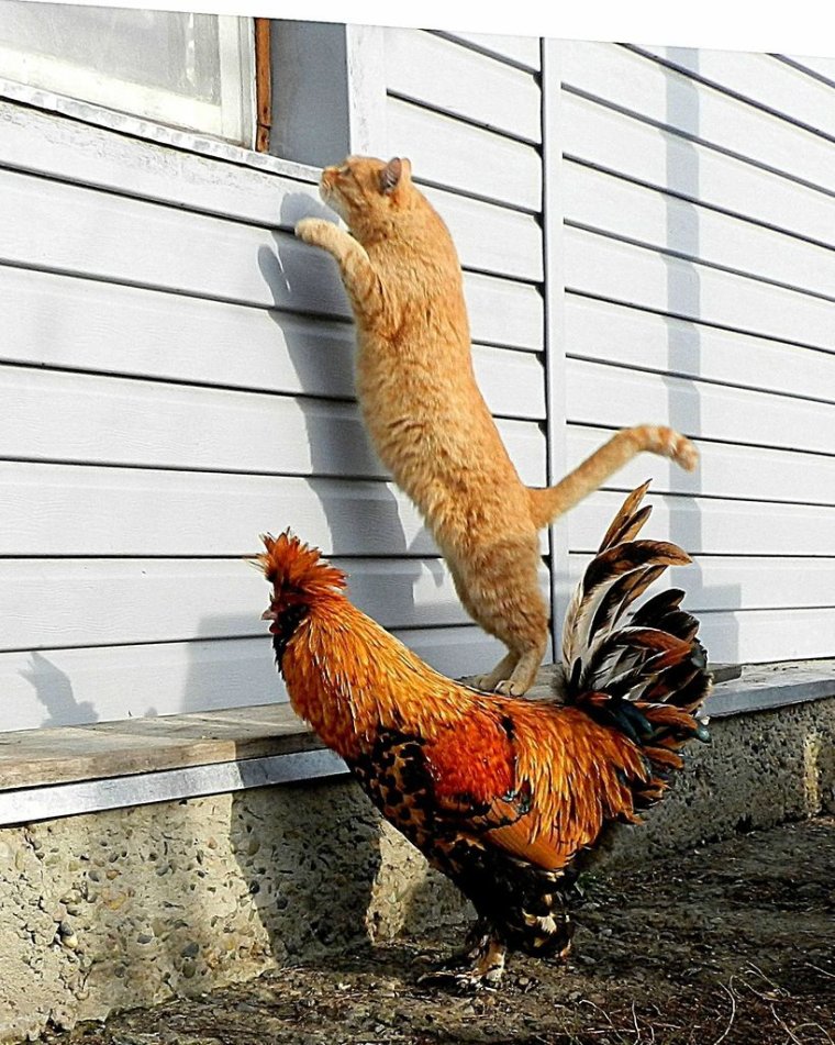 Смешные куры и петухи