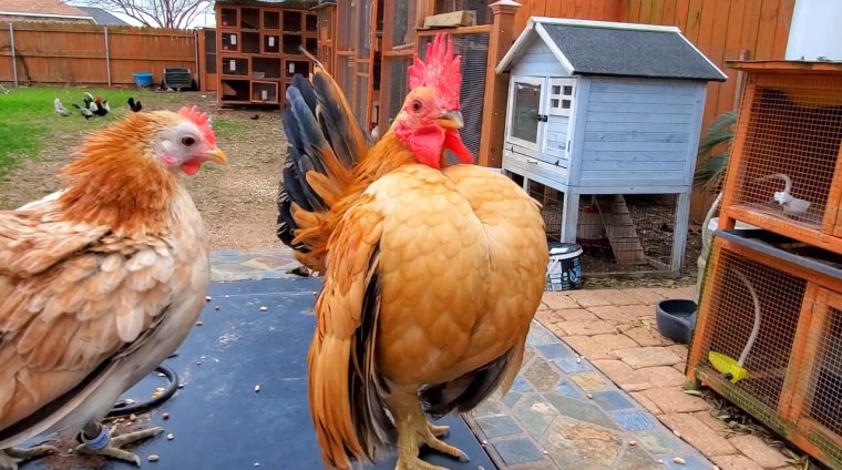 Петух на груди