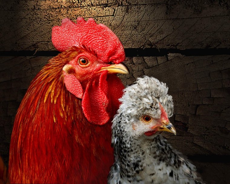 Утро в деревне петух