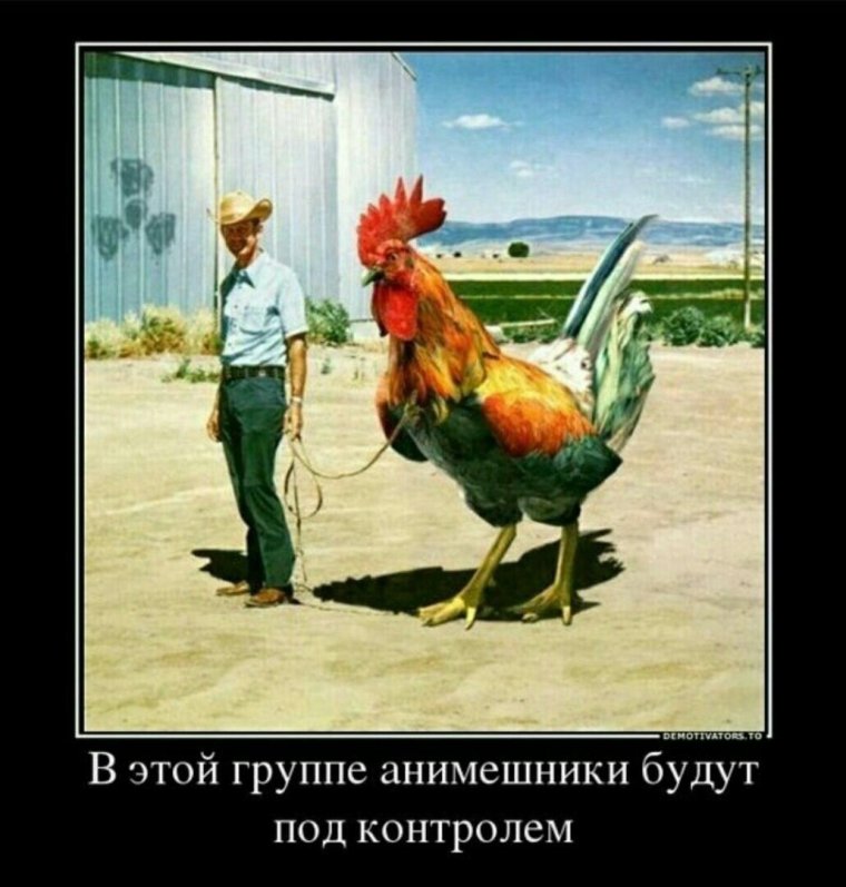 Шутки про петуха