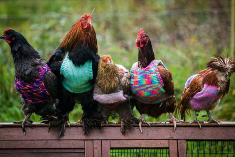 Модные куры