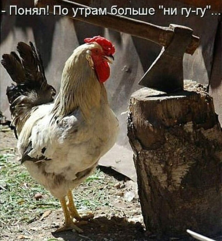 Петух прикол