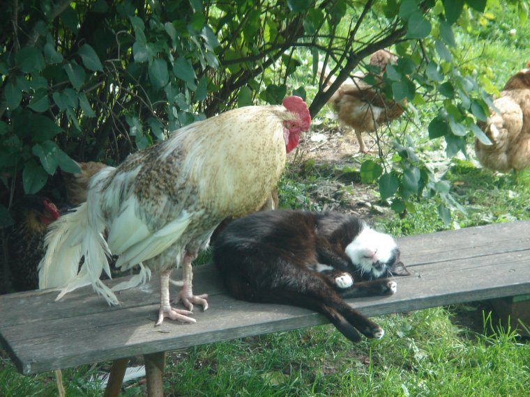 Удивленная курица