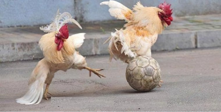 Смешной петух