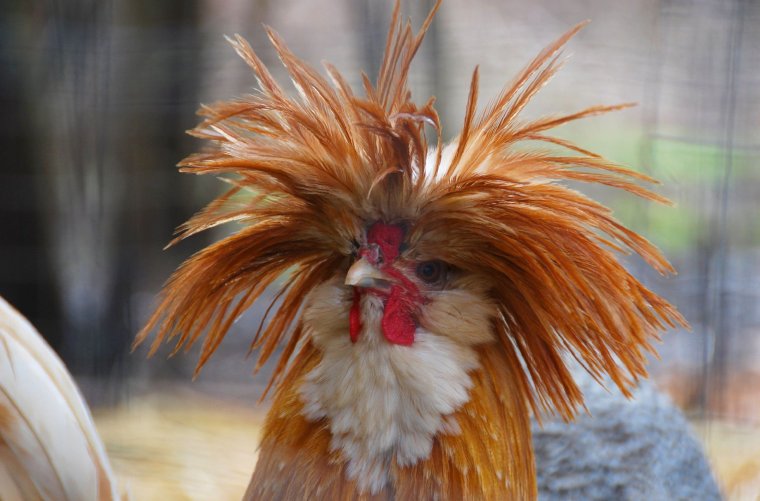 Растрепанная курица