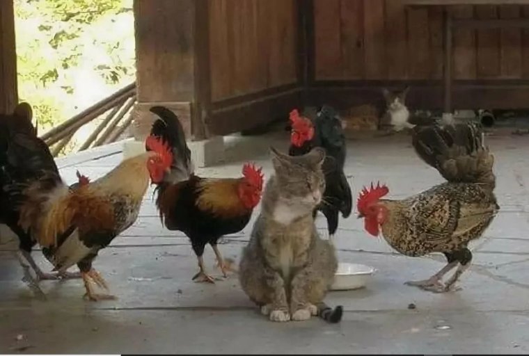 Петух в курятнике прикол