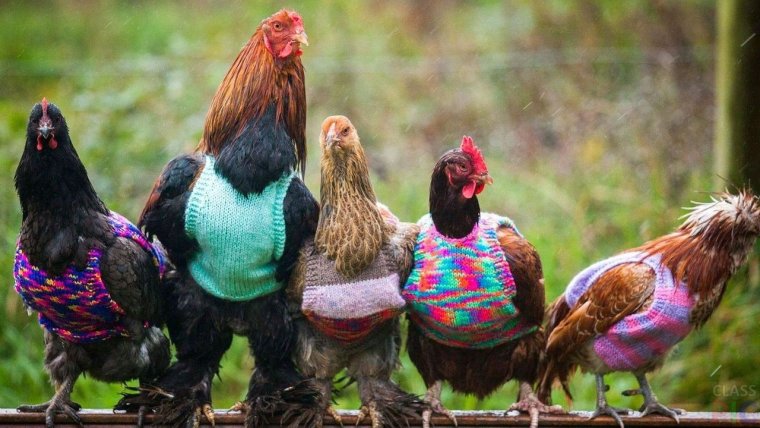 Смешные куры