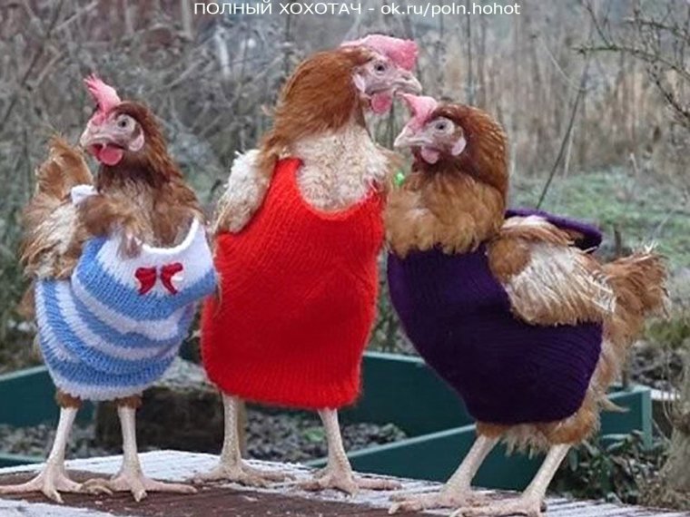 Баба курица