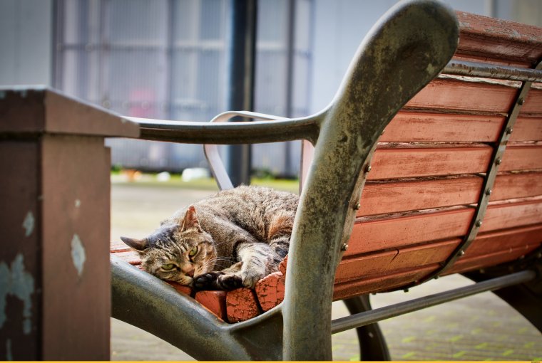 Медведь сидит на лавке