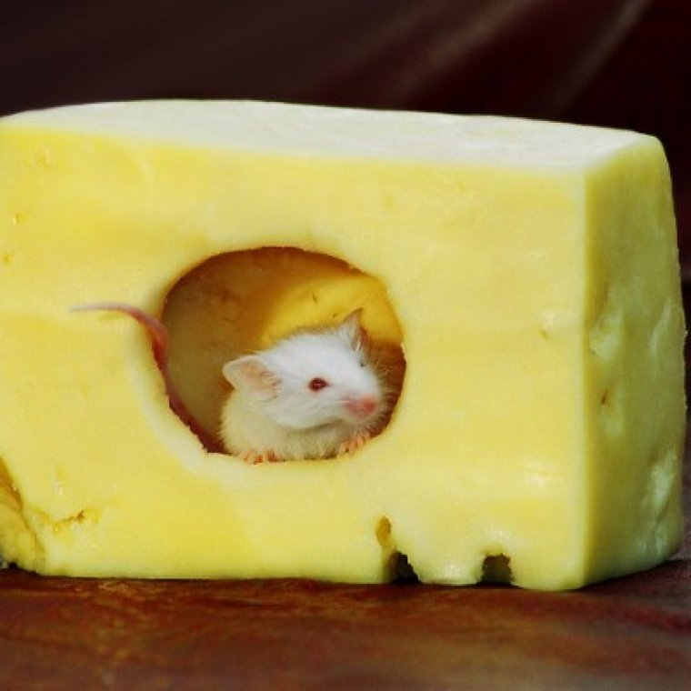 Про сыр прикольные