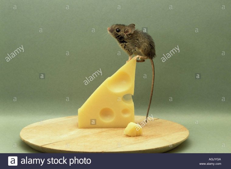 Мышка с сыром