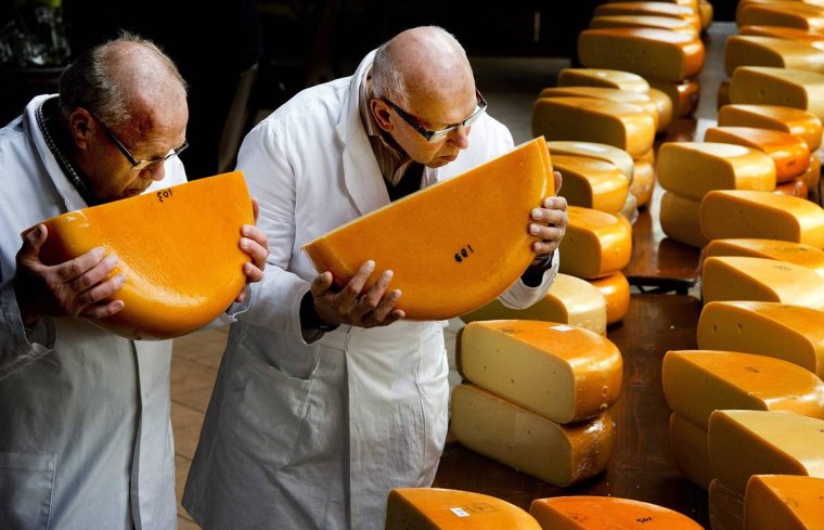 Огромная головка сыра