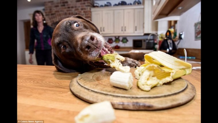 Собака ворует еду