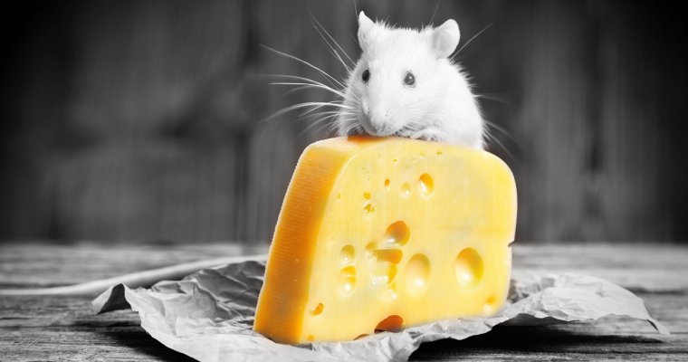 Мышь с сыром на белом фоне