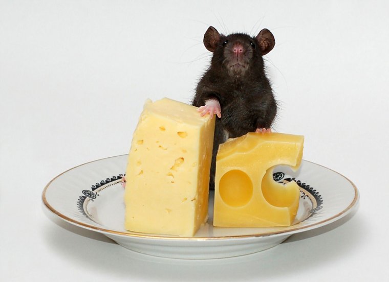 Мышка кушает сыр