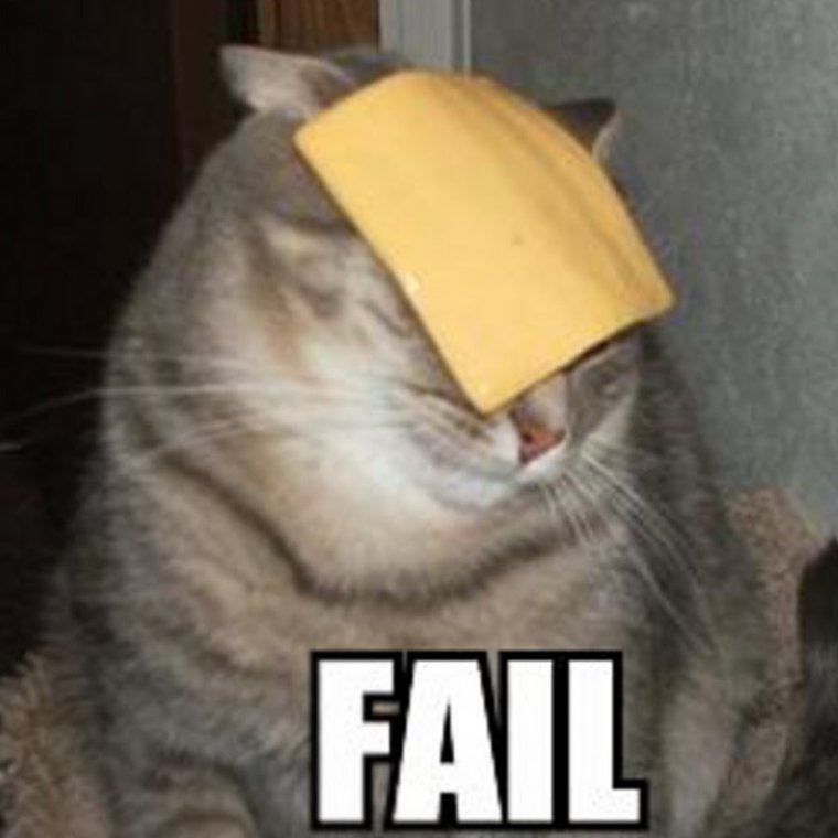 Кот с сыром на голове