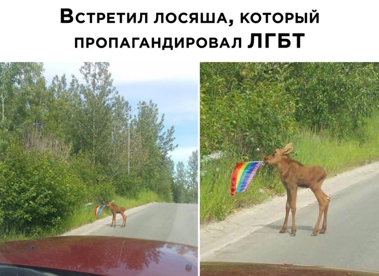 Смешные картинки про природу с надписями