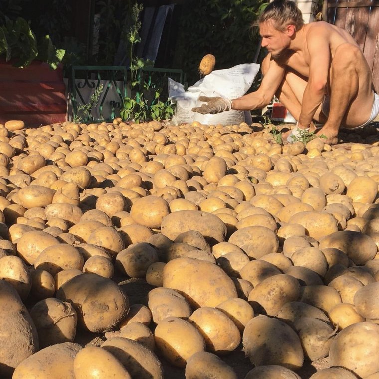 Белорусы копают картошку