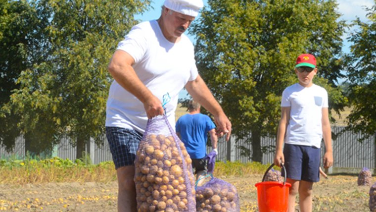 Лукашенко Александр копает картошку