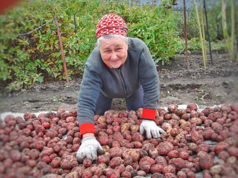 Уборка картофеля на даче