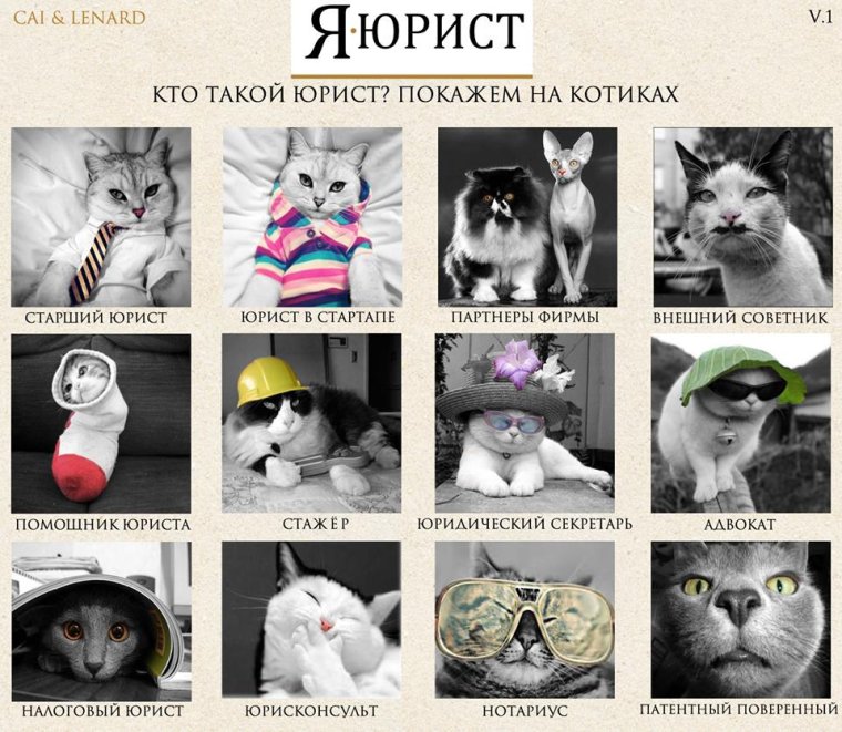 Коты юристы