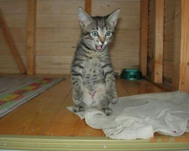 Месть в тапки