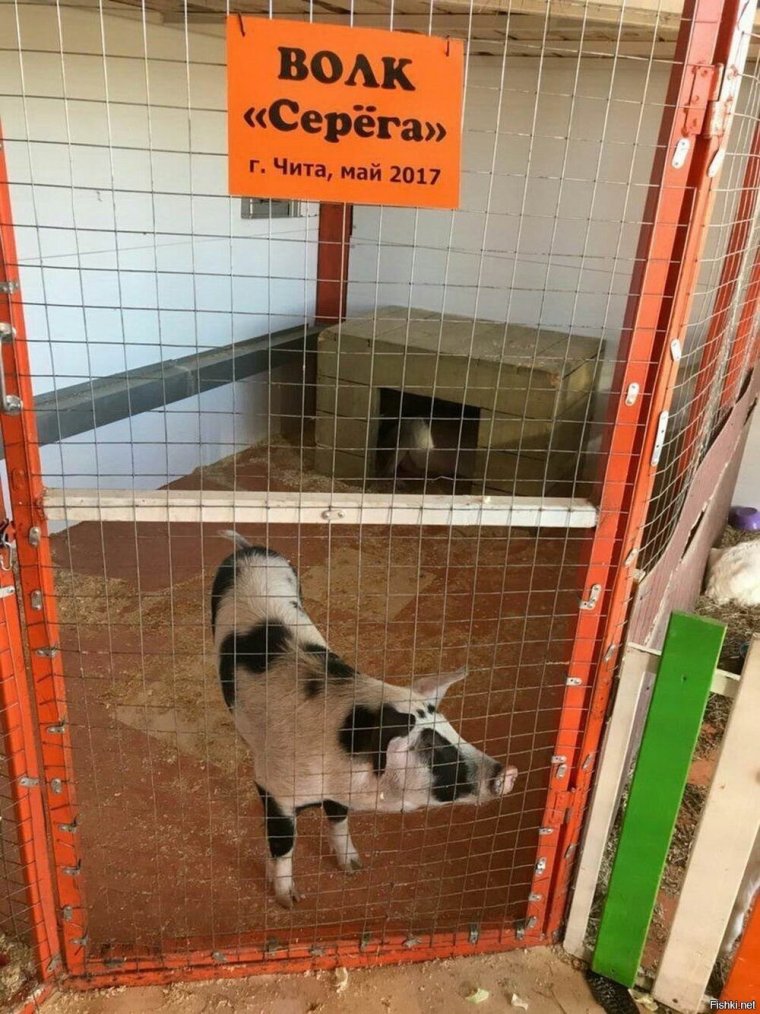 Волк Серега в клетке