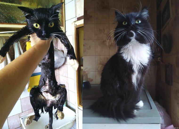 Котята фото приколы