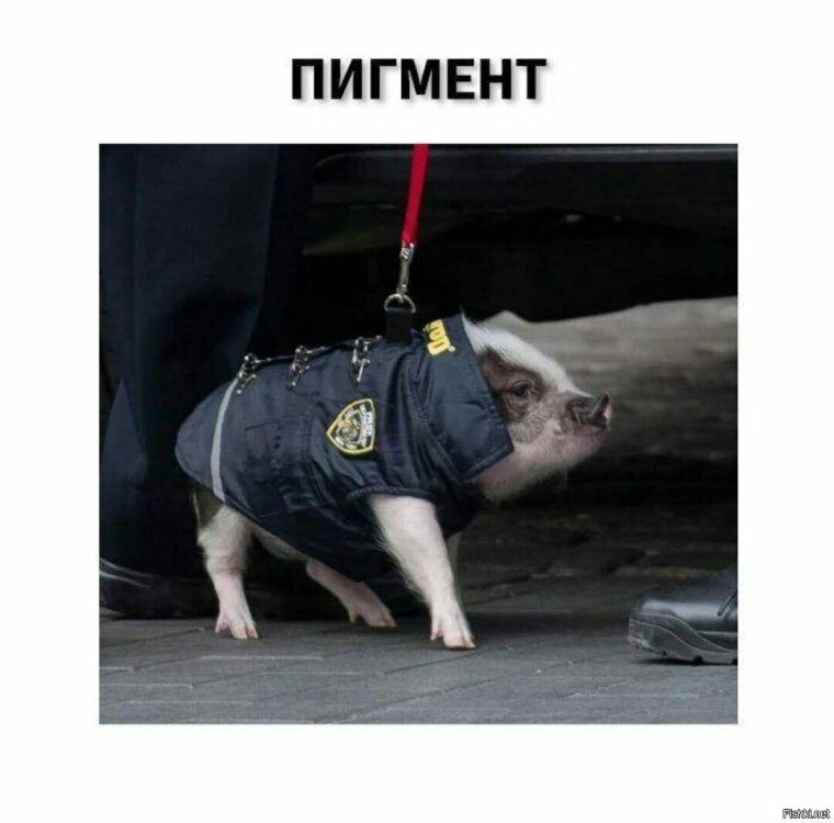 Кот на поводке Мем