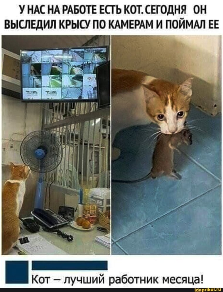 Работник месяца прикол кот
