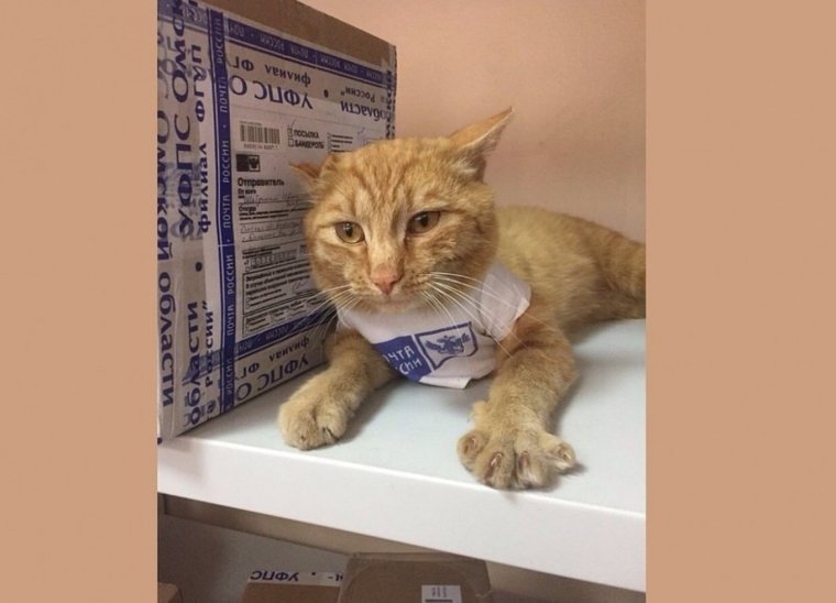 Кошка почтальон