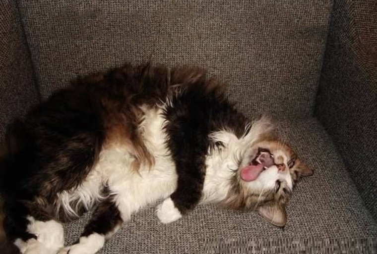 Смешные картинки