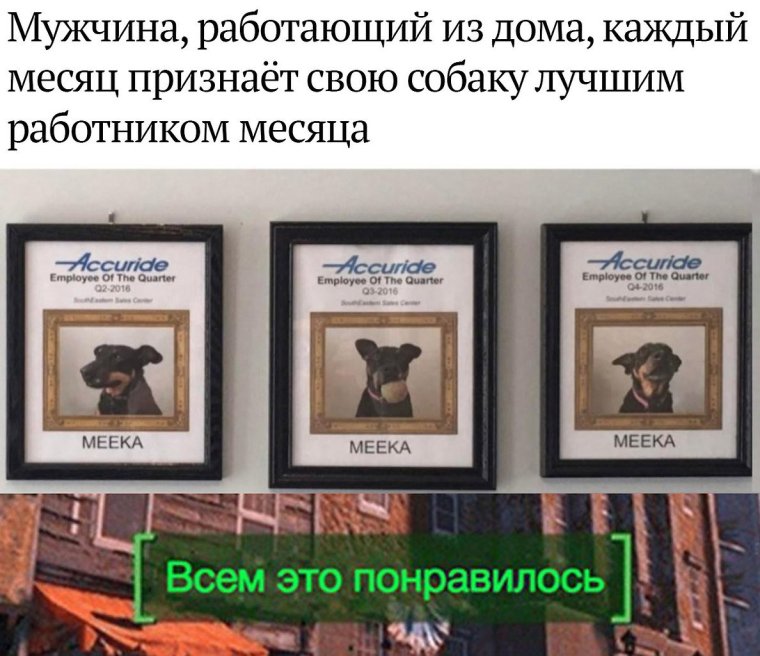 Сотрудник месяца собака