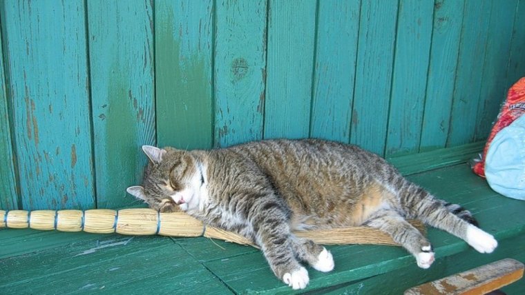 Кот работник месяца