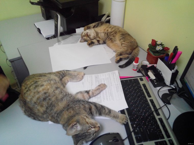 Кот на работе смешные