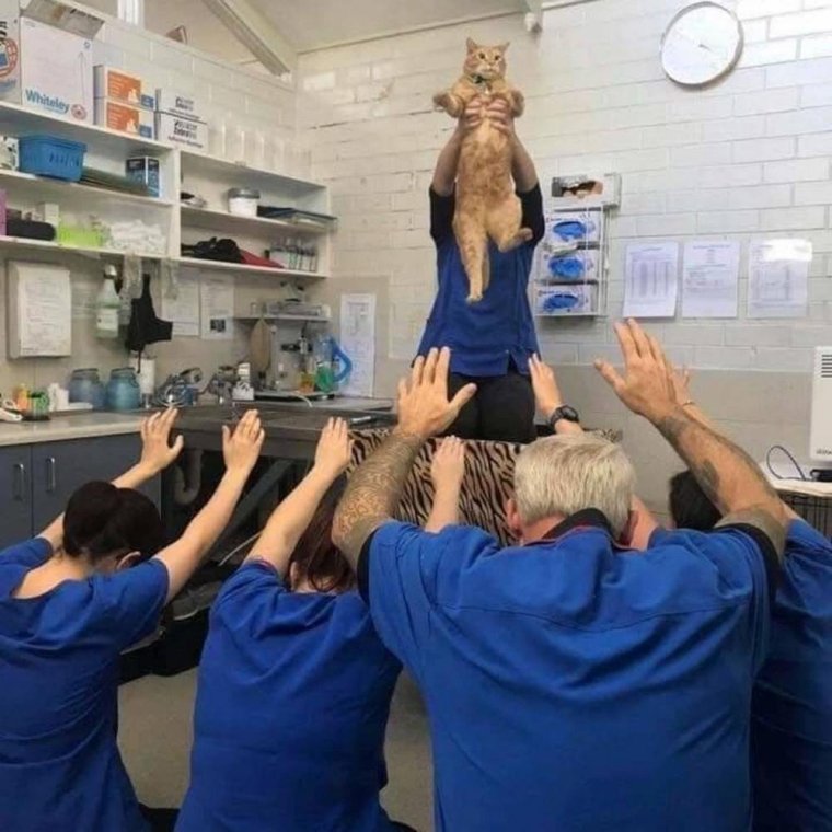 Приколы про ветеринаров