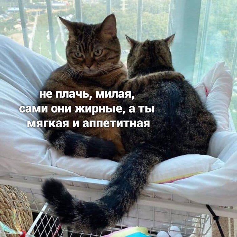 Поддержка смешные картинки