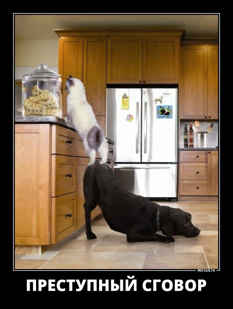 Собака на кухне