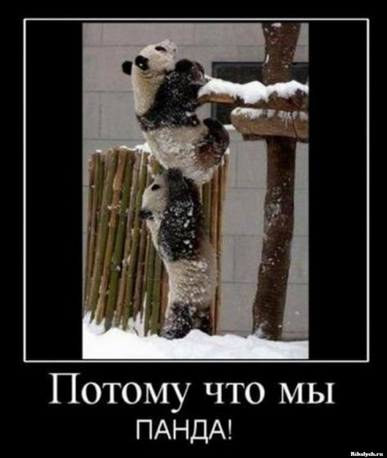 Шутки про панду