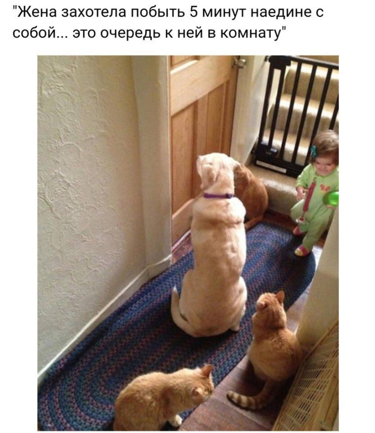 Поддержка смешные картинки