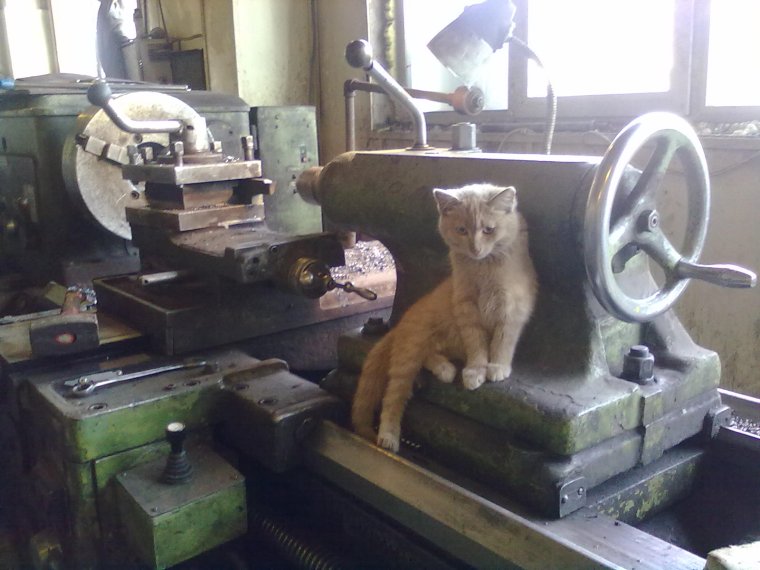 Кот токарь
